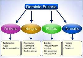 Dominio Eukarya