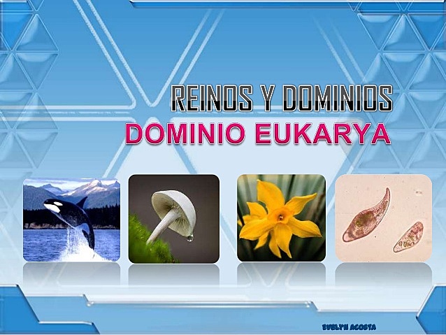 Reinos del dominio Eukarya