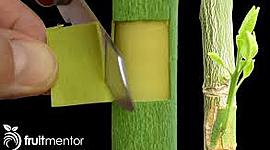 Timeline: Los injertos en la historia