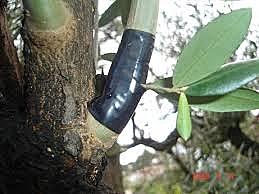 Grecia, Aristoteles y Teofrasio