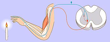 Universidad San Petersbugo