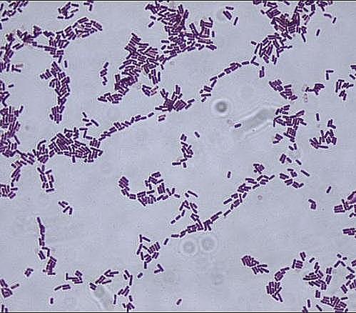 Bacillus subtilis