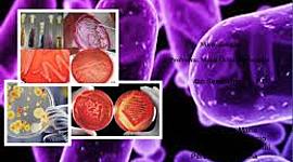 Timeline: HISTORIA DE LA MICROBIOLOGIA