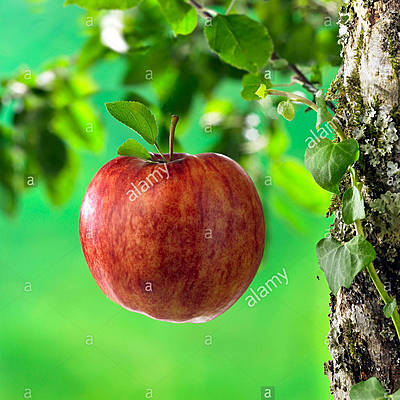 Timeline: ESTILOS DE VIDA SALUDABLE