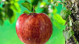 Timeline: ESTILOS DE VIDA SALUDABLE