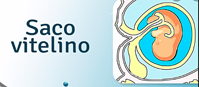 Día 10-18 de gestación (2-3 semana)