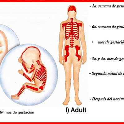 Timeline: Hematopoyesis embrionaria