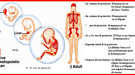Timeline: Hematopoyesis embrionaria