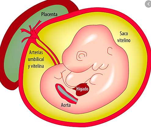 6-8 Semanas de gestación