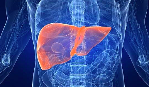 Semana 5-6 de gestación