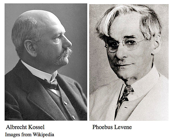 Levene y Albrecht Kossel