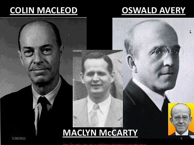 Oswald Avery, Colin MacLeod y Maclyn McCarty