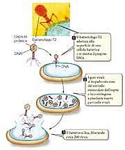 DNA is the hereditary material