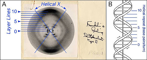 Rosalind Franklin gets a DNA image by X ray cristallography method