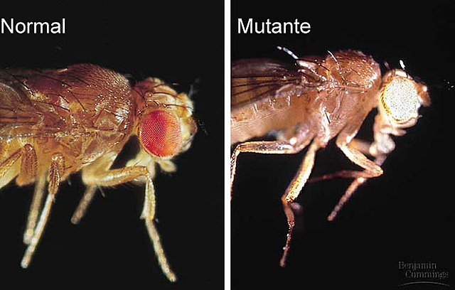 Drosophila con ojos blancos.