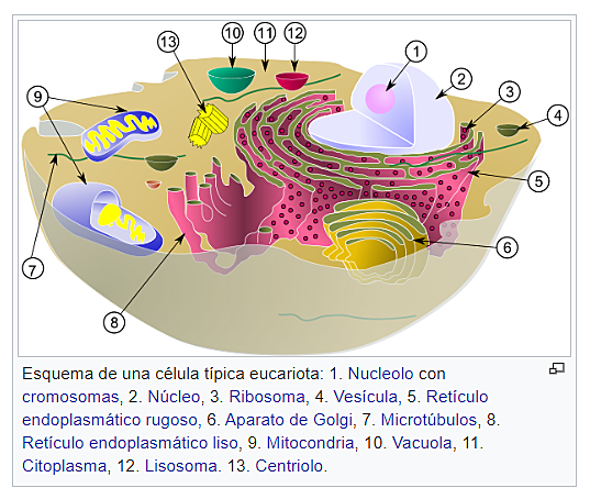 TEORIA ENDOMEMBRANES