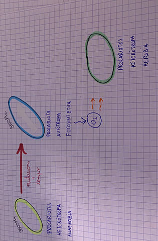 PRIMERES CÈL·LULES