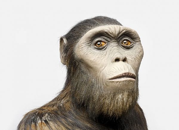 Australopithecus Afarensis