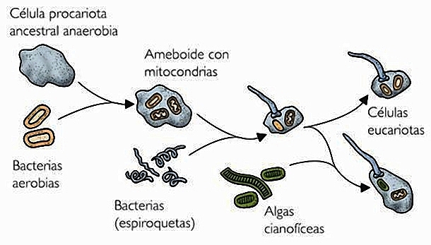 Hipòtesi de l'endosimbiosi en sèrie de Lynn Margulis