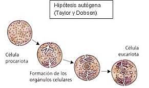Hipòtesi autògena de Taylor i Dobson