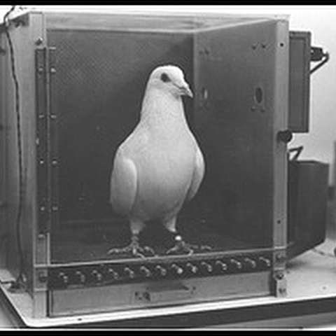 La superstición de la paloma