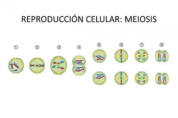 Meiosis.