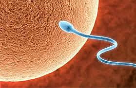 Las células sexuales.