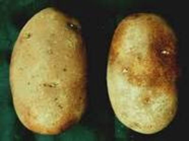 Irish Potato Famine begins