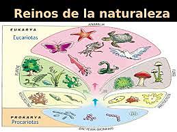 Reinos en los seres vivos.