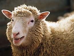 Oveja Dolly.