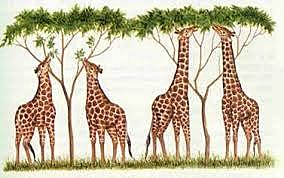 Origen de las Especies