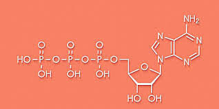 Cori, Krebs y Szent-Gyorgi
