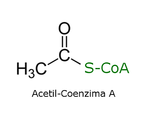 ACETIL-COENZIMA A
