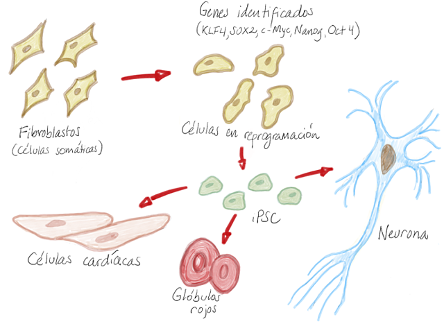 REPROGRAMACION CELULAR