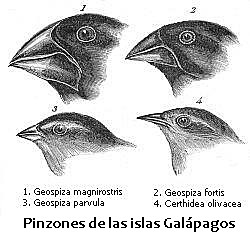Evolución de las especies