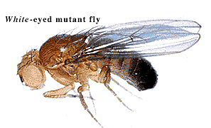 Drosophila: Ojos blancos.