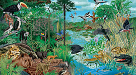 Timeline: clasificación de los seres vivos