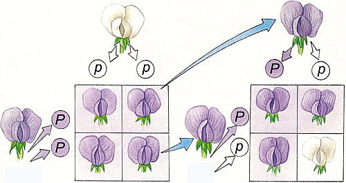 Teoría de la Herencia