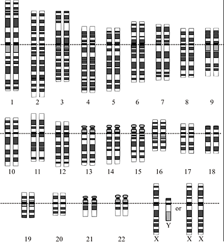 Primera secuencia del genoma humano