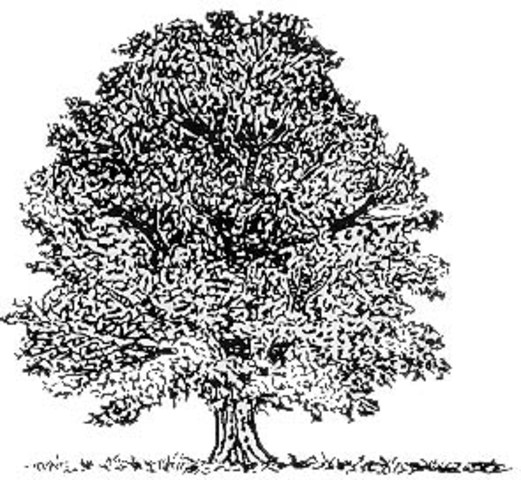 Se siembra en Santa Fé el árbol de la Libertad