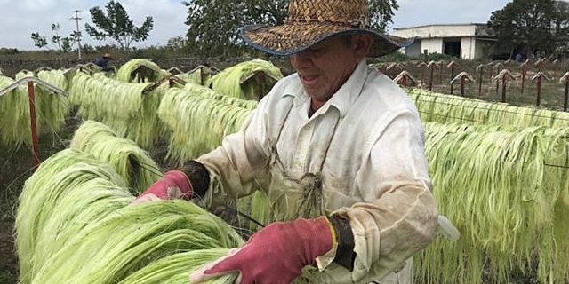 Producción de Henequén