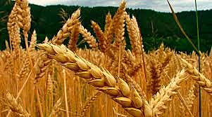 Crisis en la Producción de cereales