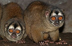 la Corte Constitucional dictó la Sentencia C-035