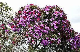 Colombianos salvan un páramo