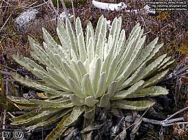 Ministerio del Medio Ambiente