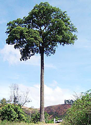 Al Gore y su documental