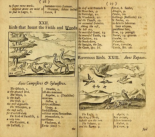 Orbis pictus Comenio