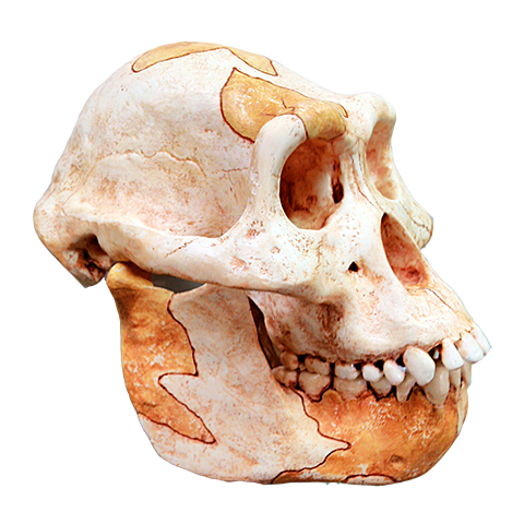 Australopithecus Afarensis
