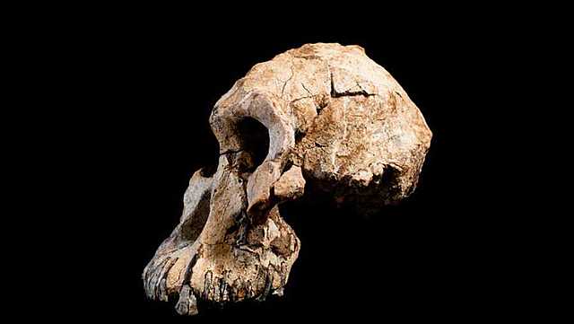 Austratopithecus Anamensis