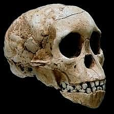 Australopithecus Africanus